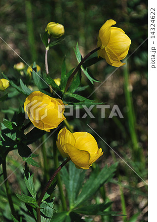 Yellow flowers (trollius europaeus) 14324622