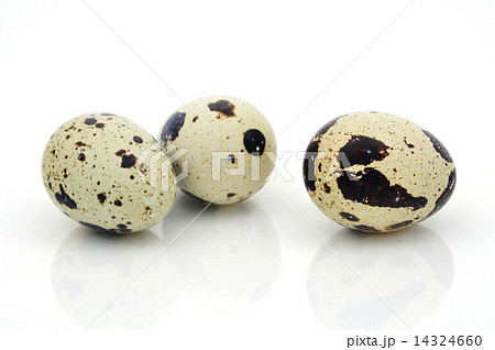 Quail Egg 14324660