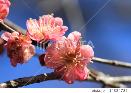 偕楽園の早咲きの梅 14324725