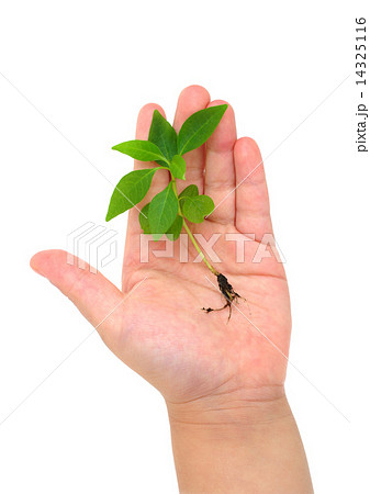 Safe new life on children hand 14325116