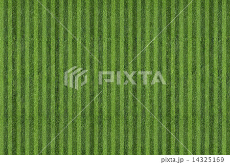 grass at the ball field 14325169