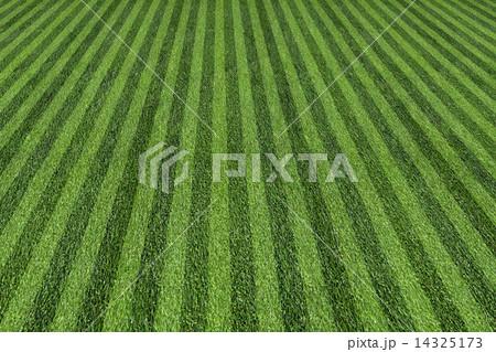 grass at the ball field 14325173