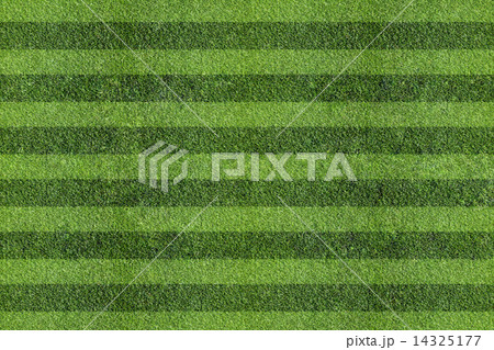 grass at the ball field 14325177