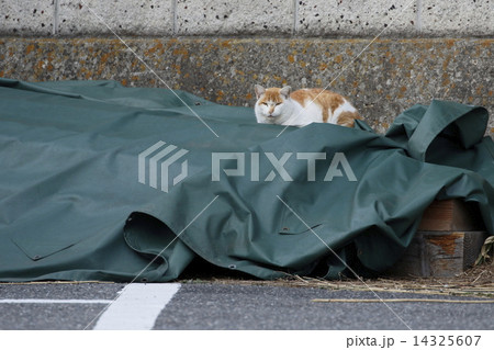 駐車場の猫 14325607