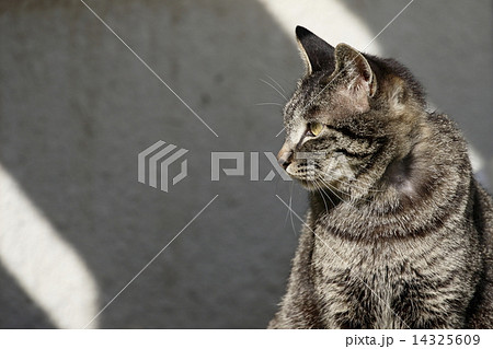 何かに気づいた猫 14325609