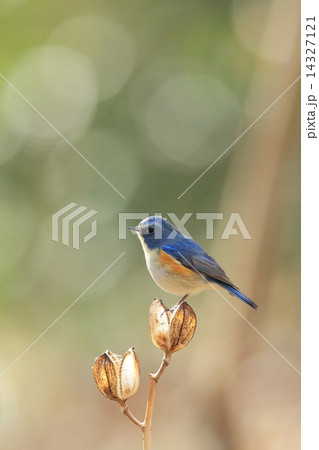 ウバユリの種に留まるルリビタキのオス 14327121