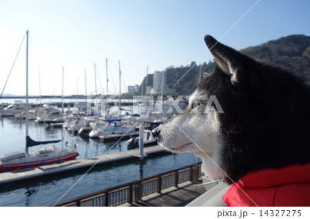 黒柴と熱海親水公園 14327275