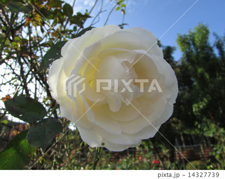 白い薔薇 14327739
