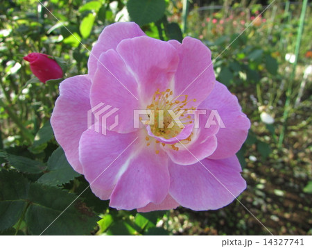 ピンク色の薔薇 14327741