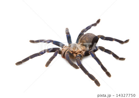Cobalt Blue Tarantula 14327750