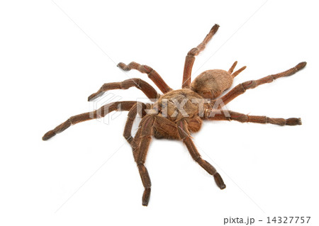 Brown Baboon Tarantula (Pterinochilus meriodnales) Brown Baboon Tarantula (Pterinochilus meriodnales) 14327757