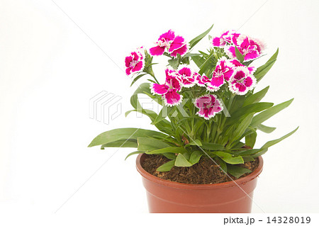Dianthus Chinensis Flowers in pot Dianthus Chinensis Flowers in pot 14328019