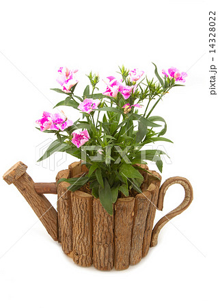 Dianthus Chinensis Flowers in pot 14328022