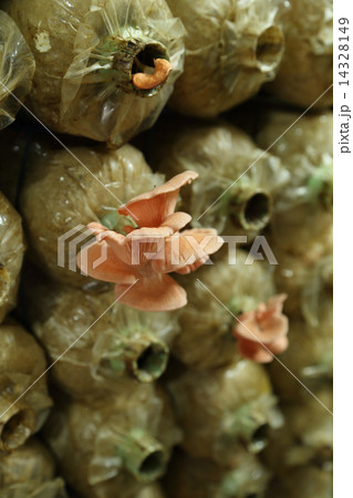 Pink oyster mushroom (Pleurotus djamor) on spawn bags 14328149