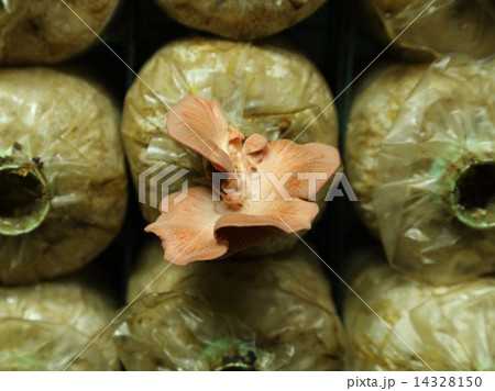 Pink oyster mushroom (Pleurotus djamor) on spawn bags 14328150