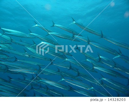 キラキラなカマスの群れ 14328203