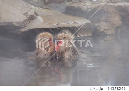 温泉で施術を受けている様なニホンザル Japanese monkey which I operate on in a hot spring 温泉で施術を受けている様なニホンザル Japanese monkey which I operate on in a hot spring 14328241