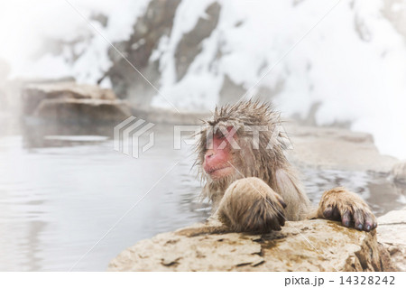 露天風呂を独占して満足のニホンザル　Japanese monkey which relaxes in a hot spring 14328242