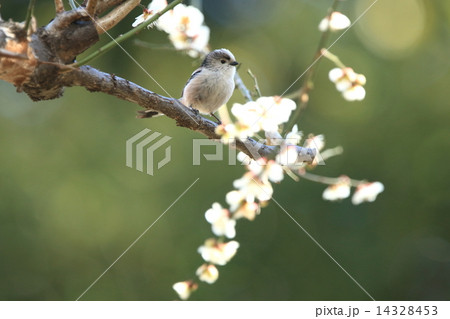 生き物 鳥類 エナガ、白梅の枝で・・・、そろそろ巣作りの季節です 生き物 鳥類 エナガ、白梅の枝で・・・、そろそろ巣作りの季節です 14328453