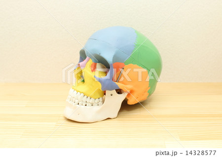 頭蓋骨模型 14328577