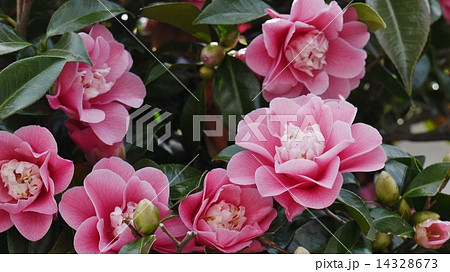 桃色卜伴 14328673