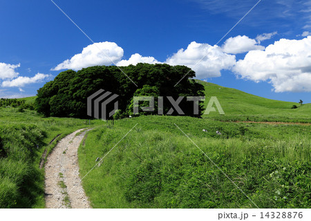 夏の秋吉台 夏の秋吉台 14328876