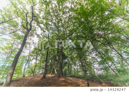 郊外の明るい林　 Bright forest of the suburbs of Tokyo, Japan 14329247
