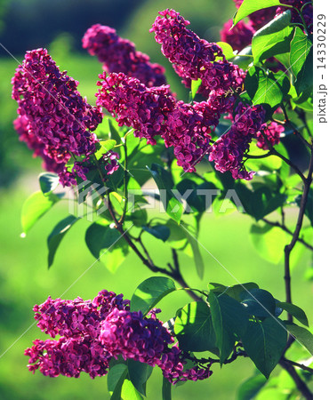 Lilac 14330229