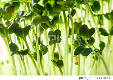 nutritious sprouts 14331024