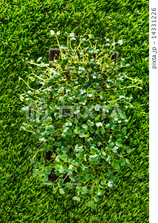 radish sprouts 14331226