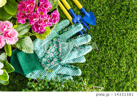 spring flowers 14331381