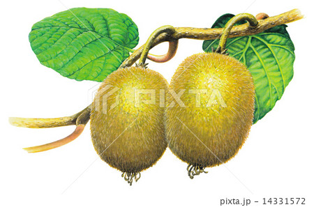 キウイ キウイ 14331572