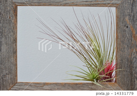 エアプランツと額 エアプランツと額 14331779