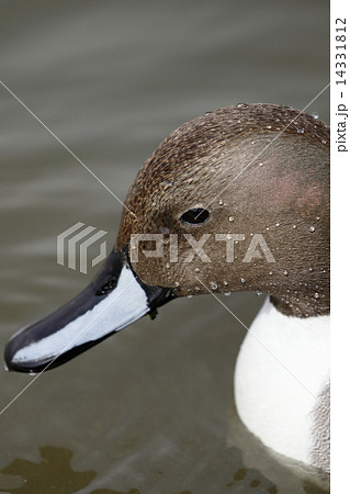 オナガガモ 14331812