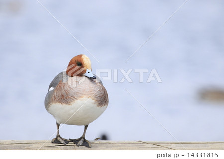 ホシハジロ 14331815