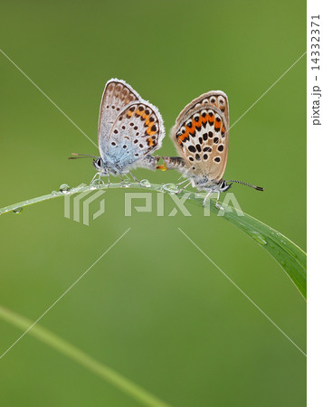 ヒメシジミの交尾 ヒメシジミの交尾 14332371