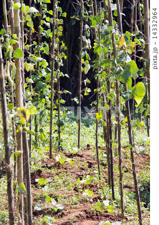 string bean in the garden 14332964
