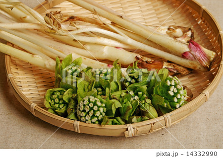 春の味覚、ウドとフキノトウ 14332990