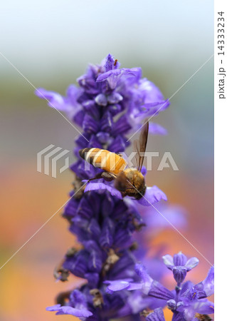 Lavender flower with bee Lavender flower with bee 14333234