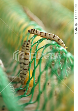 close up of silkworm close up of silkworm 14333266