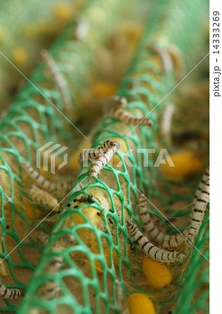 close up of silkworm close up of silkworm 14333269