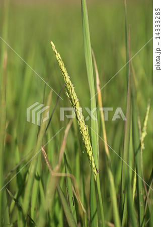 Rice spike in the paddy field 14333285