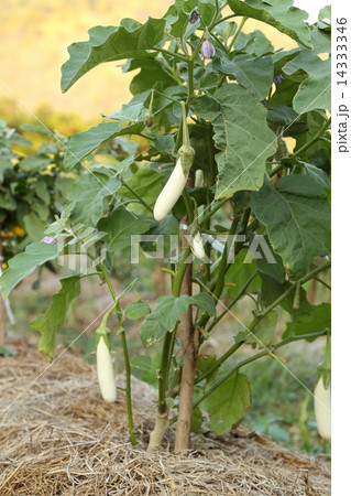 White Eggplant 14333346