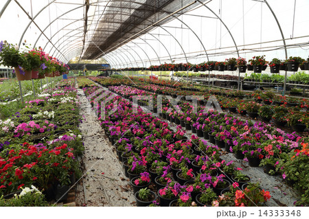 Flower farm nursery 14333348