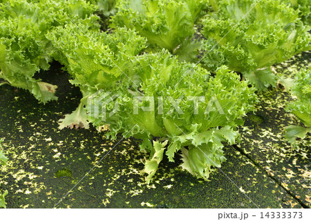 green oak, hydroponics green vegetable in farm 14333373