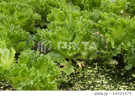 green oak, cultivation hydroponics green vegetable 14333375