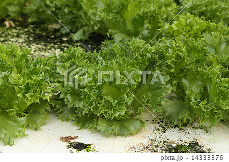 green oak, cultivation hydroponics green vegetable 14333376