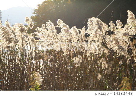 ススキ 14333448