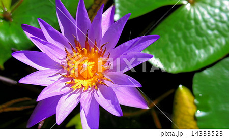 紫の花 14333523