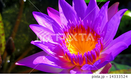 紫の花2 14333524